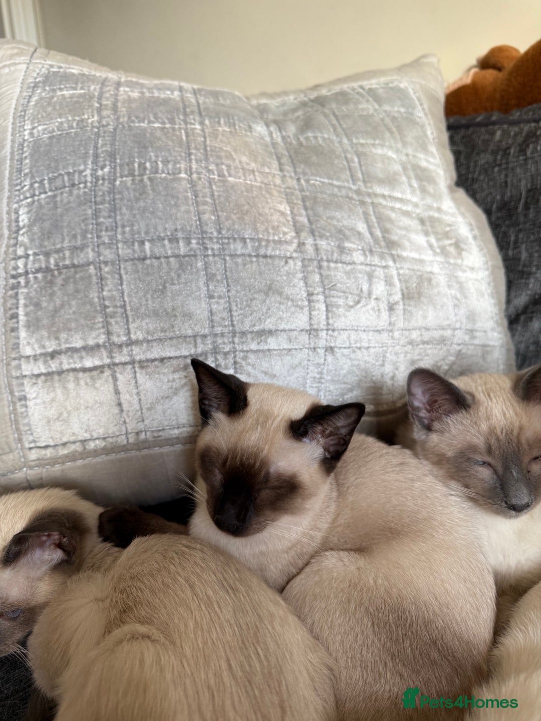 Siamese cats for sale: Siamese kittens wanting new slaves - Advert 9
