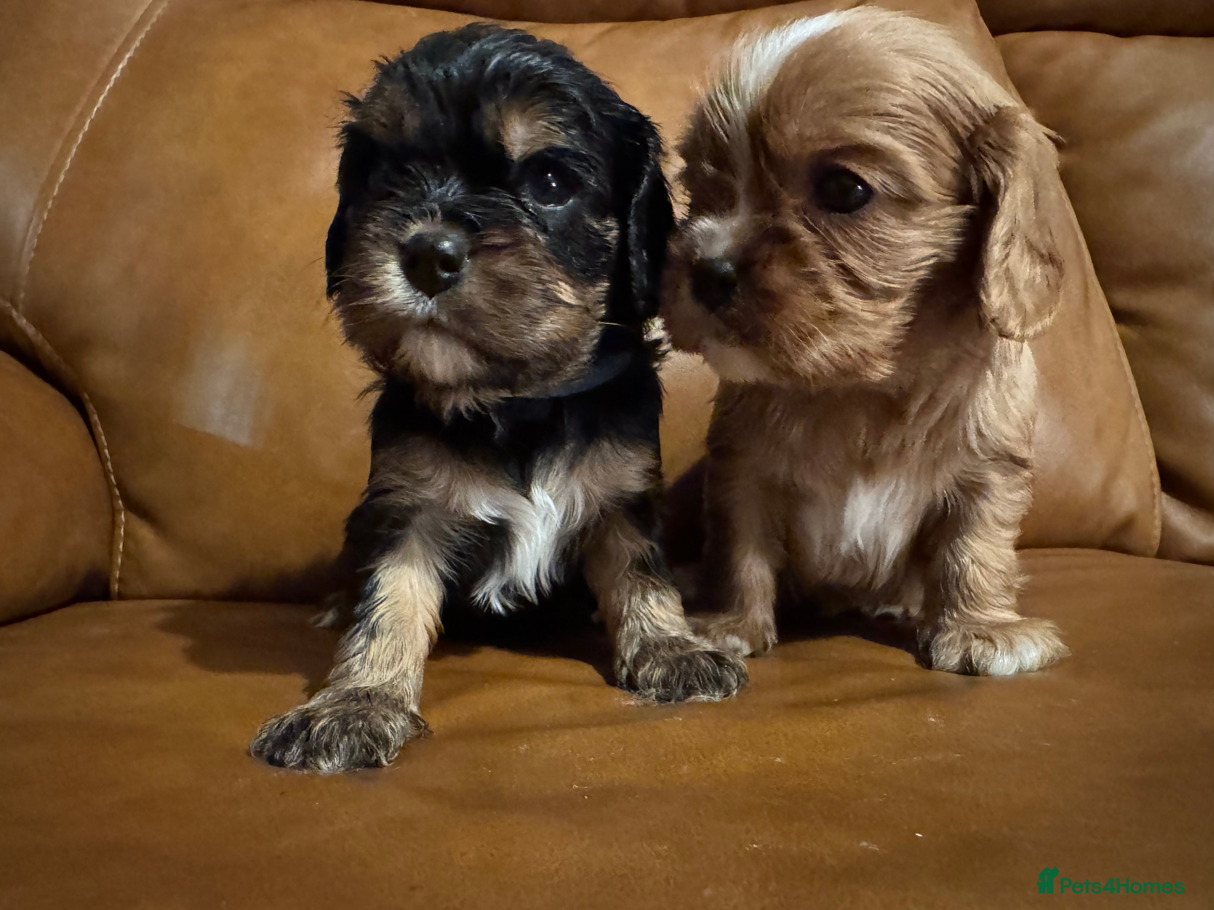 Cavalier King Charles Spaniel dogs Stunning KC reg Cavalier King Charles spaniels - Advert 7