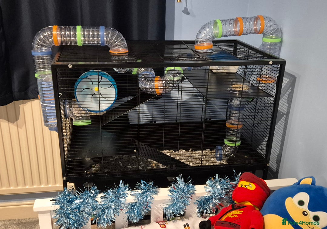 Rat rodents for sale: 2 males rats and set up  - Advert 4