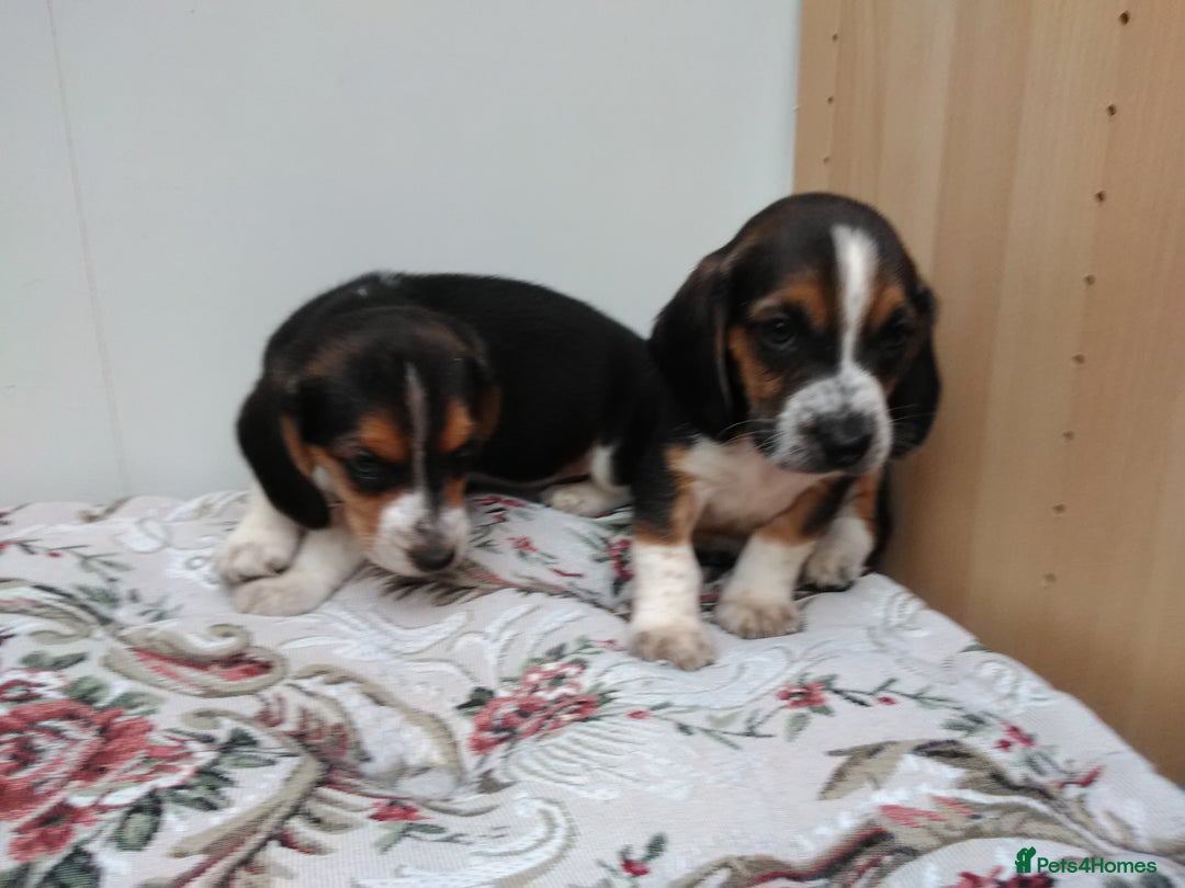 Basset Hound dogs for sale: Basset hound pups  - Image 8
