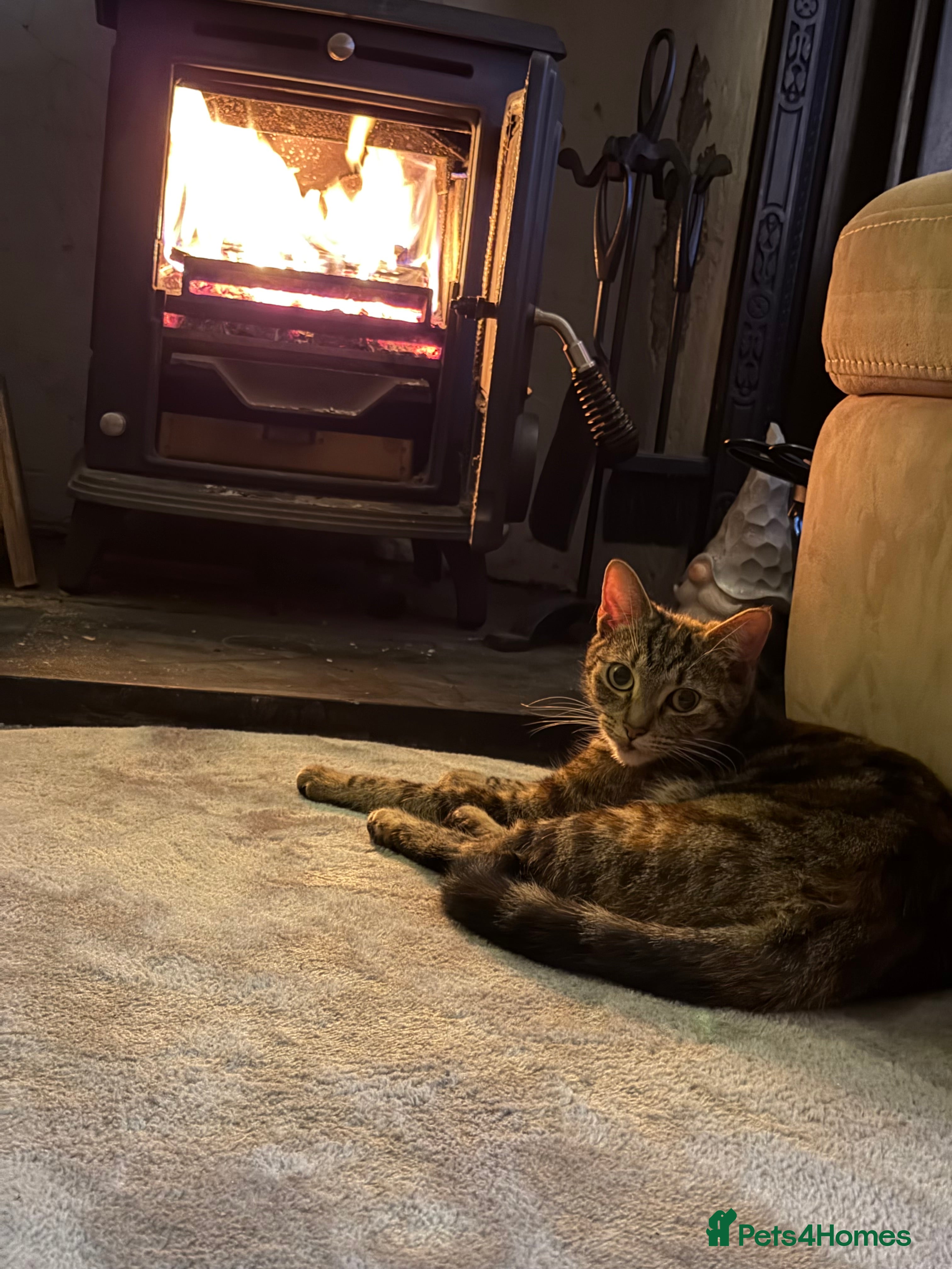 Mixed Breed cats 2 cats for rehoming - Advert 7