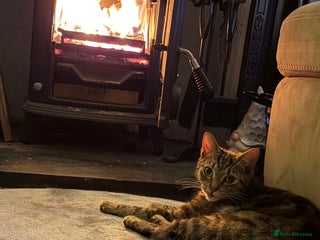 Mixed Breed cats 2 cats for rehoming - Advert 3