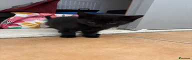 Mixed Breed 2