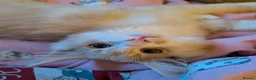 Maine Coon cats for sale: 3 male Mainecoons  - Advert 8