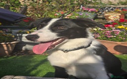 Border Collie dogs for sale: 7 month old Border collie  - Image 3