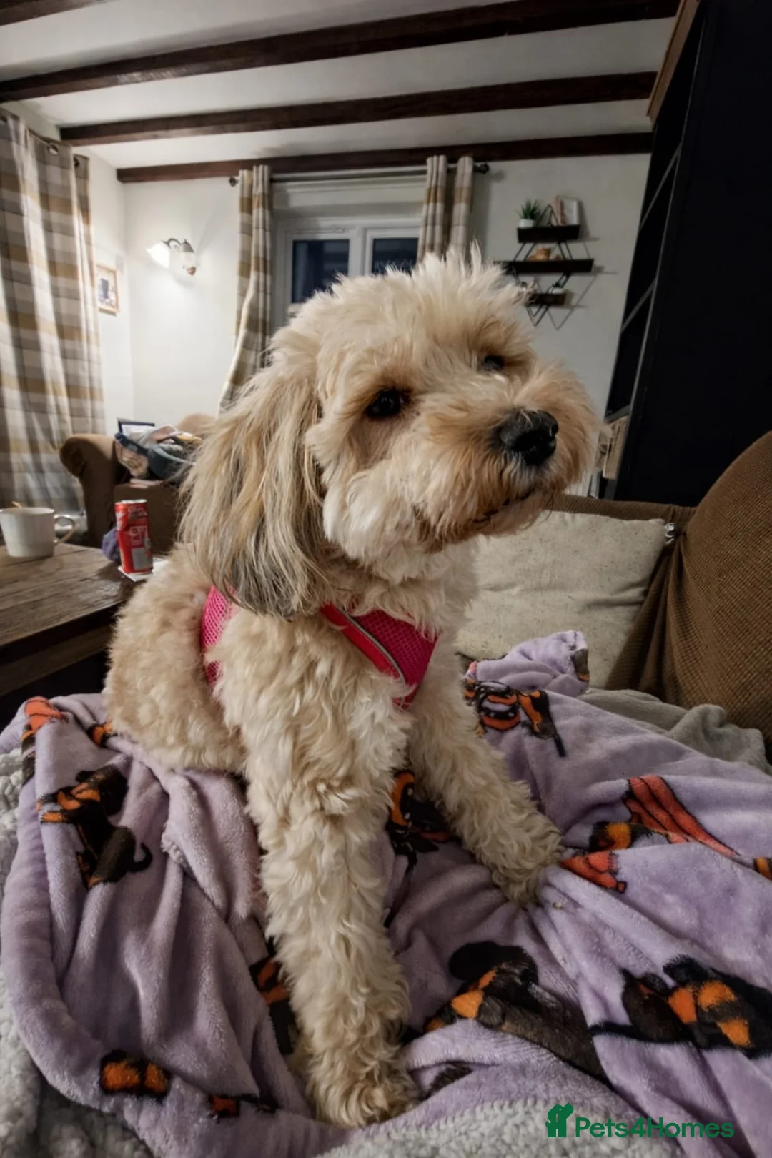 Mixed Breed dogs for adoption: BONDED:💙ALFIE 10yo Shih Tzu❤️MUFFIN 6yo Cockapoo - Advert 3