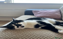 Domestic Shorthair cats for sale: Zuko needs new home. - Image 3