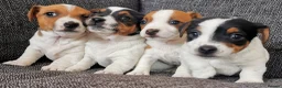 Jack Russell dogs for sale: Superb Veterinary Docked working Jack Russells - Advert 6