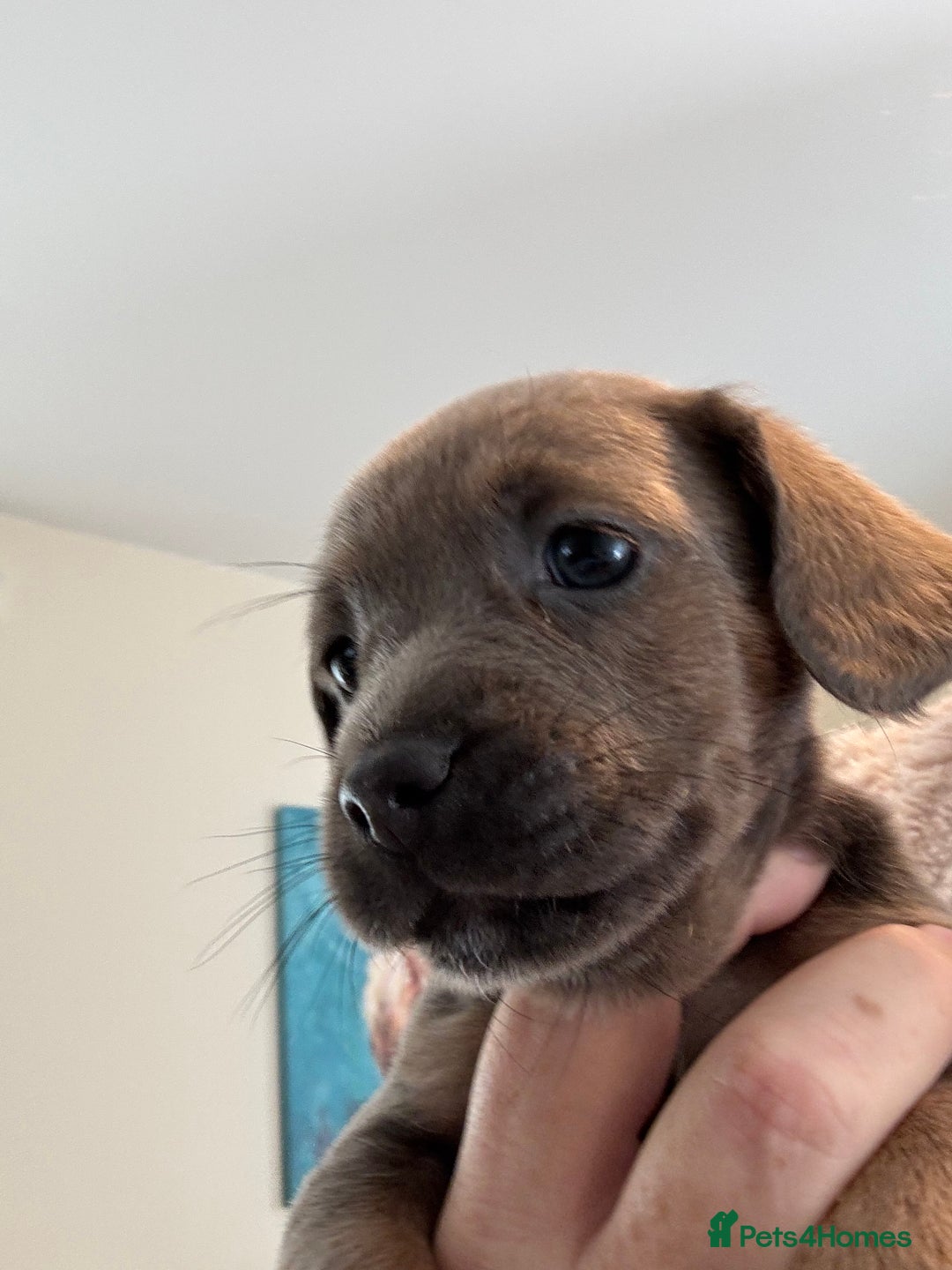 Mixed Breed dogs for sale: Unique mixed breed - Image 30