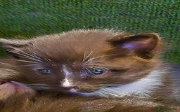 Mixed Breed cats for sale: Mixed ragdoll x siberian  - Image 4