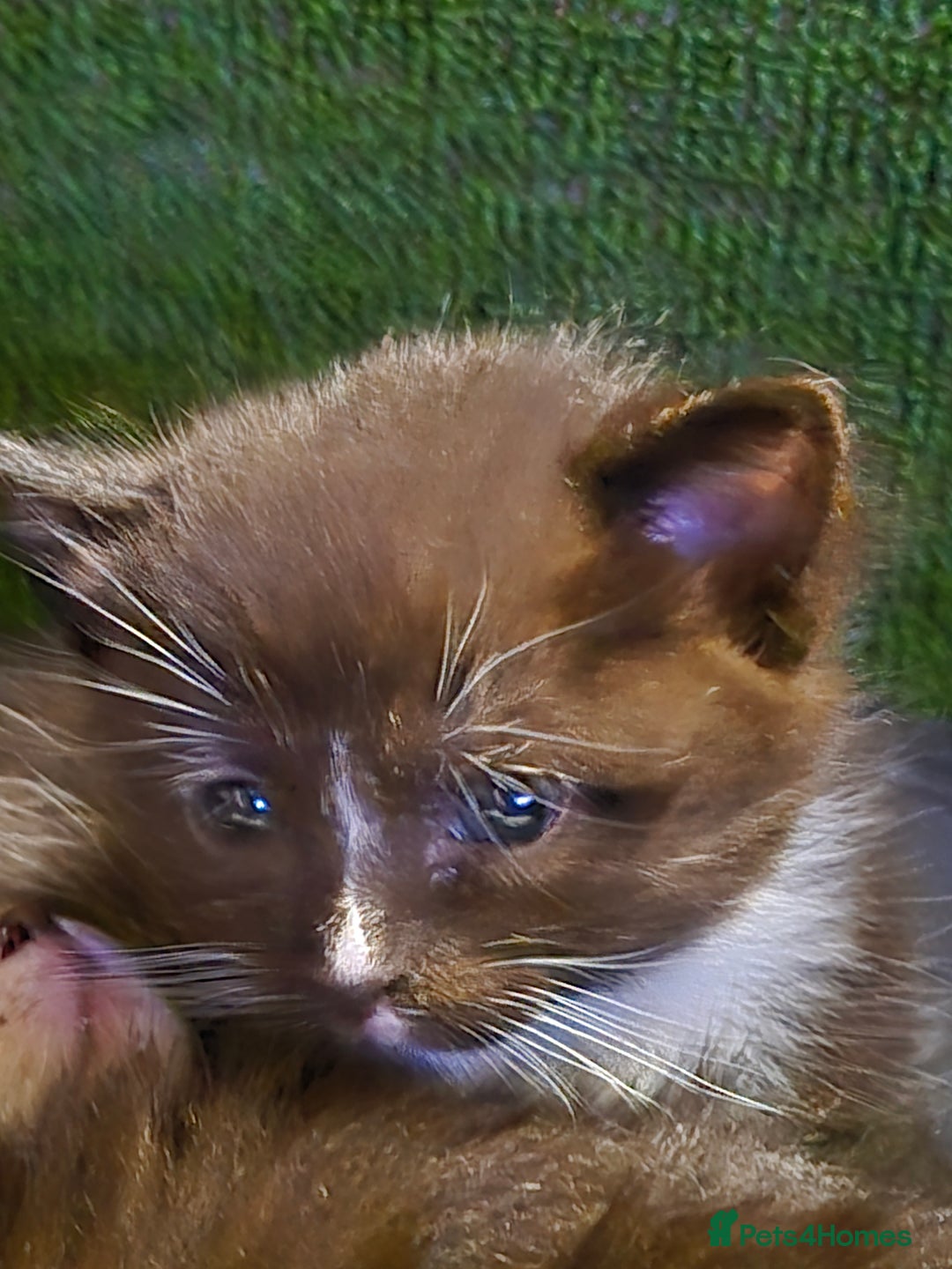 Mixed Breed cats for sale: Mixed ragdoll x siberian  - Image 4