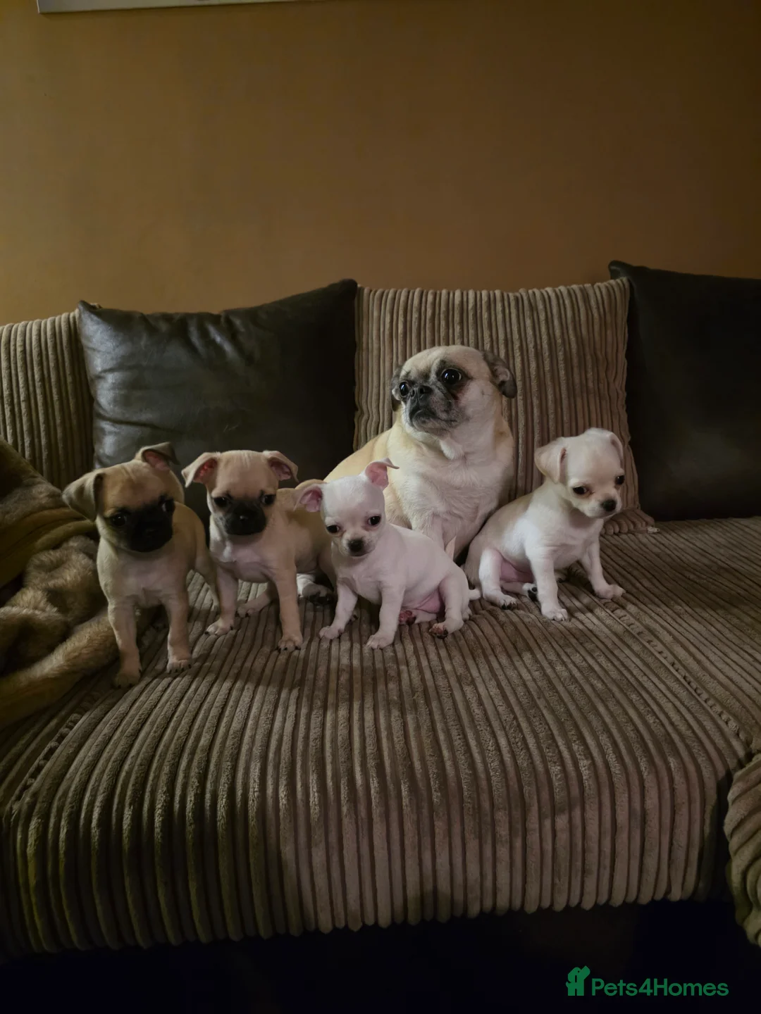 Chihuahua dogs for sale: 4 Gorgeous Chihuaha Puppies for sale - Advert 2