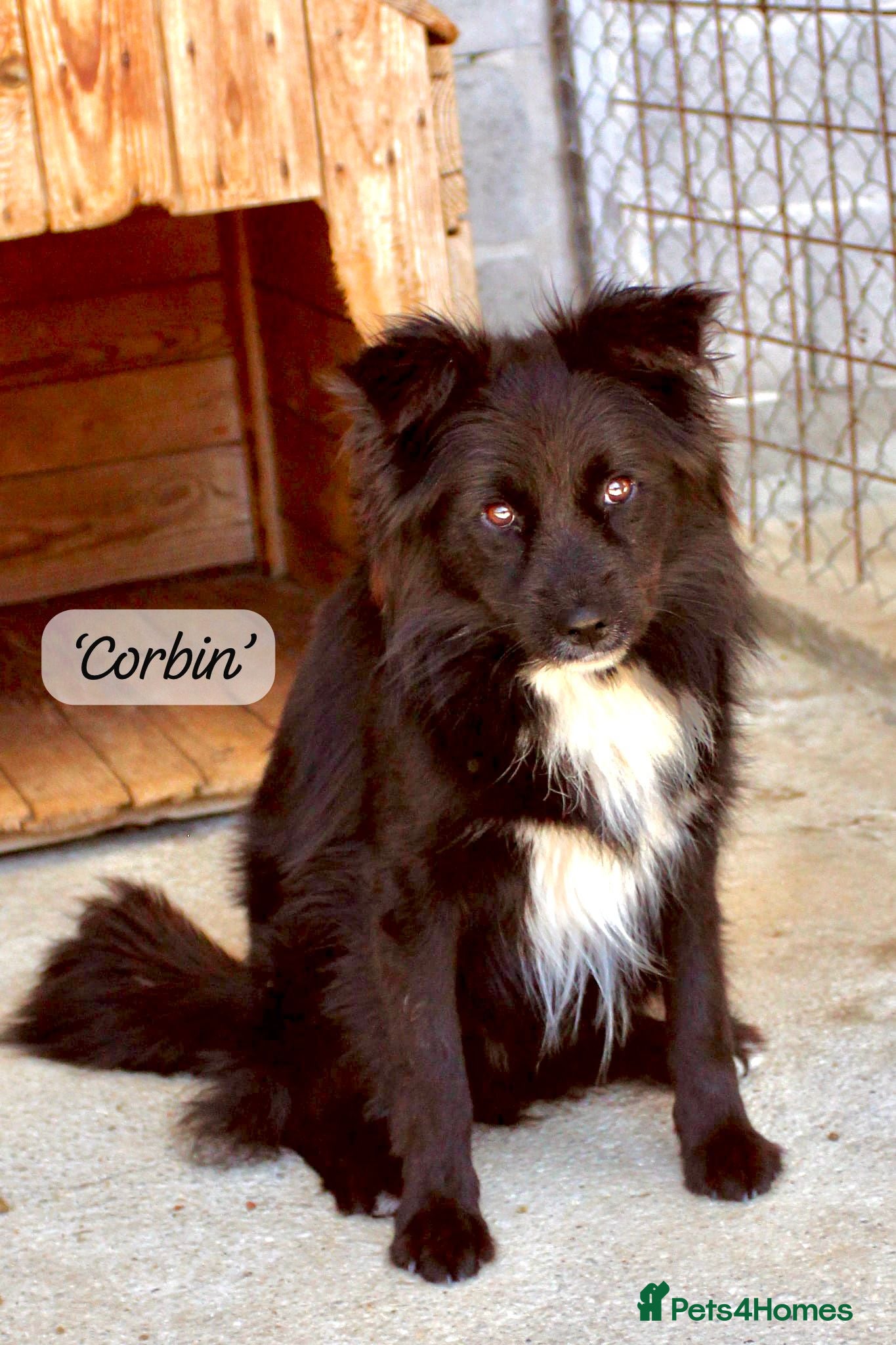 Mixed Breed dogs Corbin, 2.5 yrs approx. Available for adoption. - Advert 1