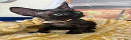Devon Rex cats for sale: Affectionate Devon Rex kittens - Advert 23