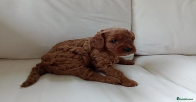 Cavapoo dogs - Advert 1