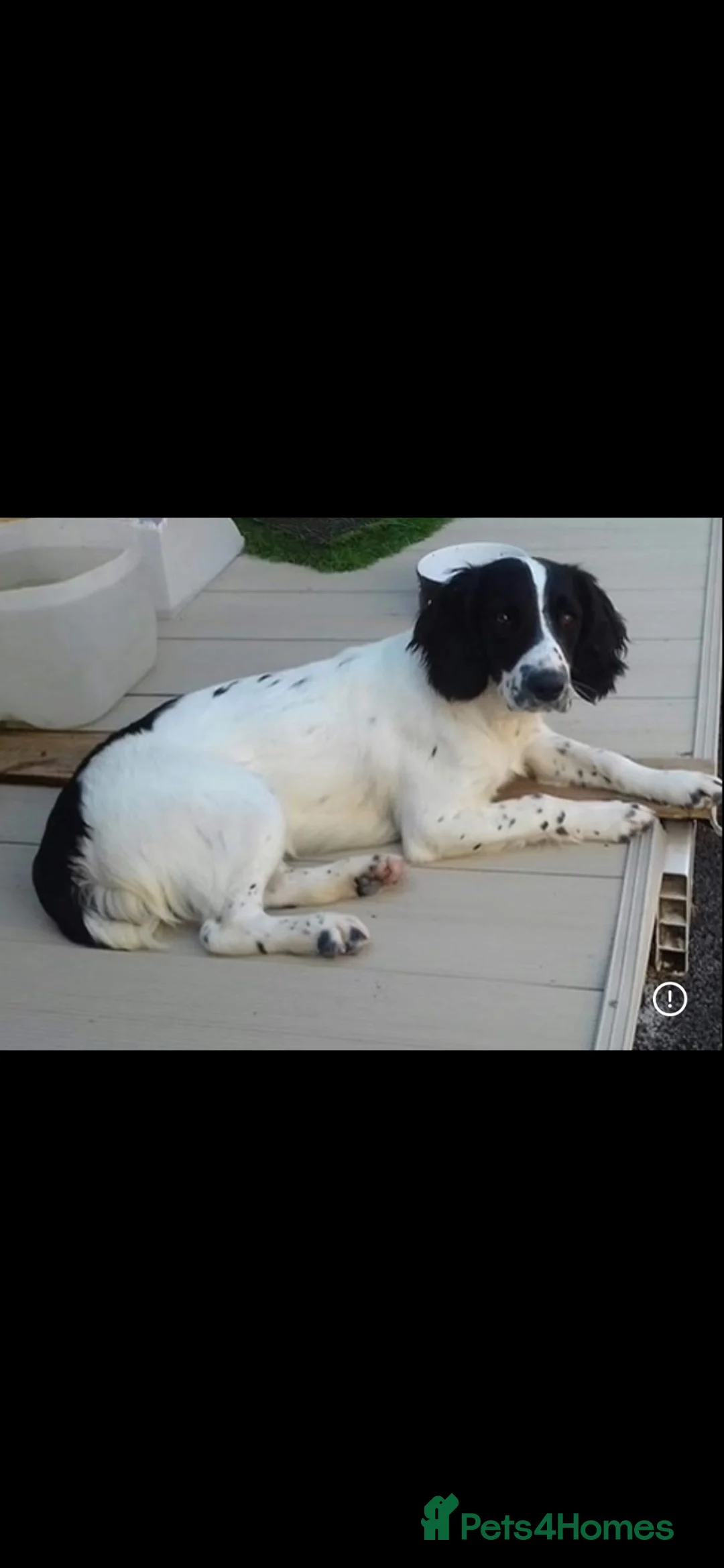 English Springer Spaniel dogs for sale: URGENT REHOME SPRINGER SPANIELS in Chichester - Advert 2