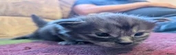 Maine Coon cats for sale: 🐾 GCCF Registered Maine Coon Kitten 🐾 - Advert 10