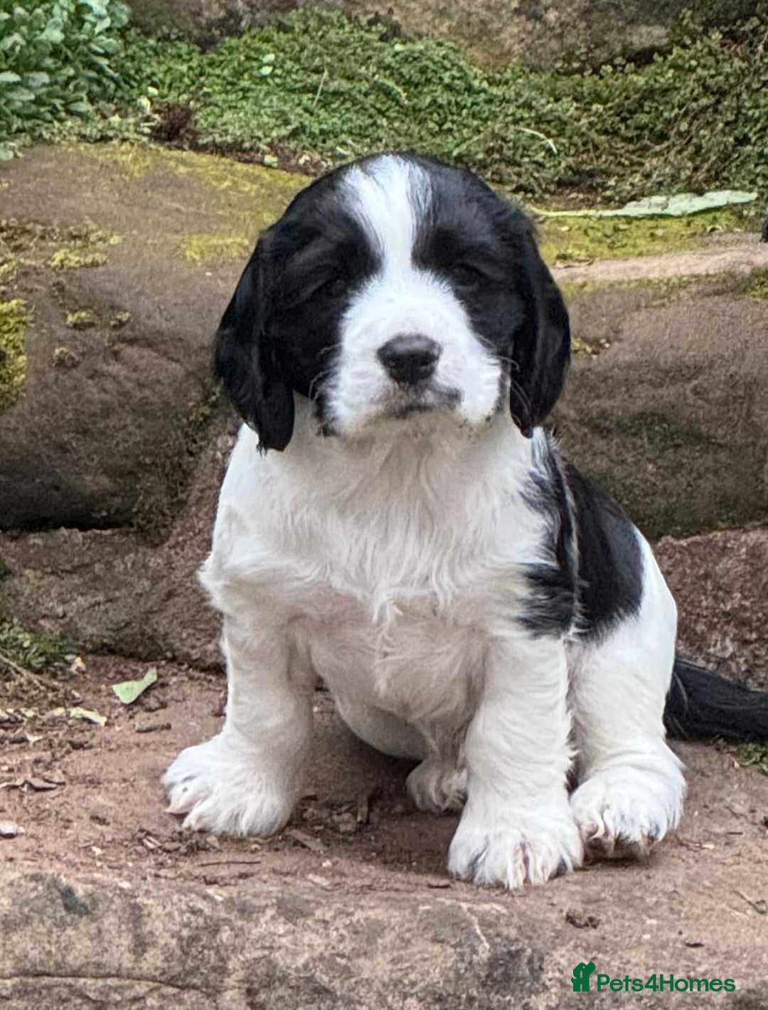 Cocker Spaniel dogs for sale: Working cocker spaniel pups - Image 2