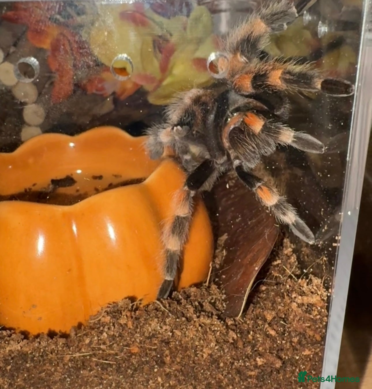 Tarantulas invertebrates 🕷️ TARANTULA’S FOR SALE 🕷️ - Advert 1