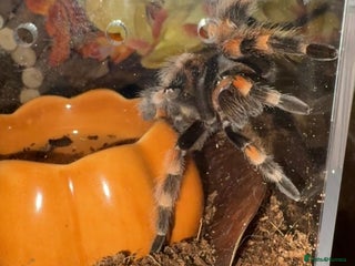 Tarantulas invertebrates 🕷️ TARANTULA’S FOR SALE 🕷️ - Advert 1