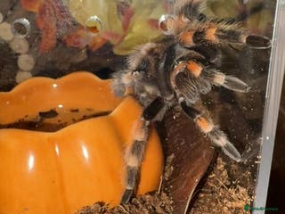 Tarantulas invertebrates 🕷️ TARANTULA’S FOR SALE 🕷️ - Advert 10
