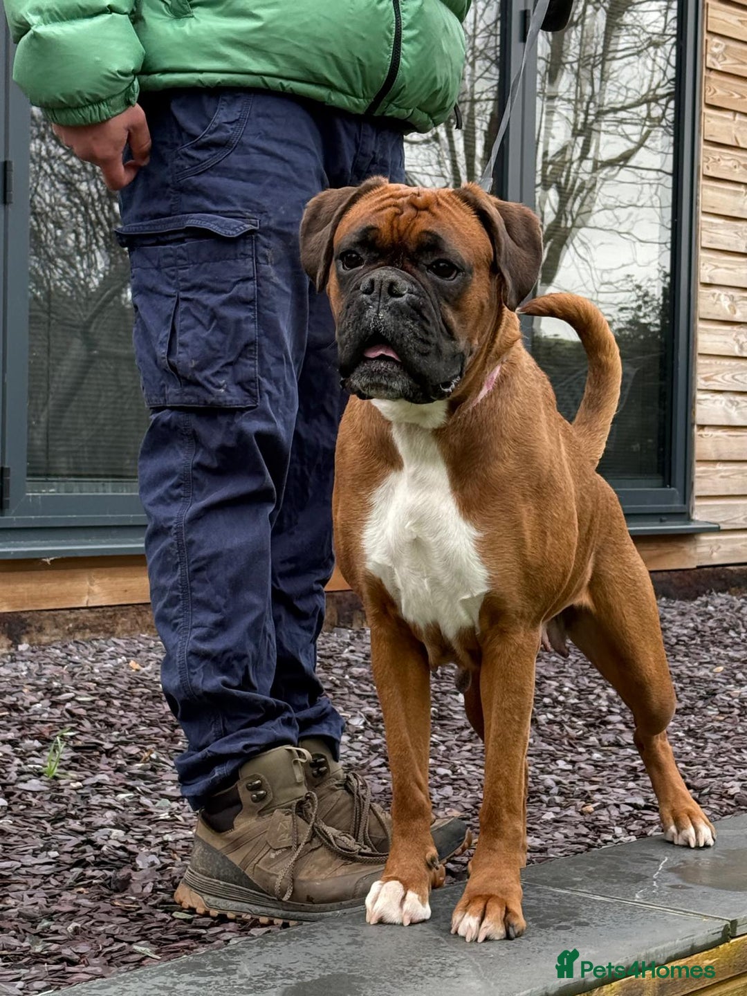 Boxer dogs for sale: Champion Sired KC Reg boxer puppies available - Image 9