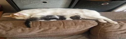 Mixed Breed cats for sale: Special little girly  - Advert 2