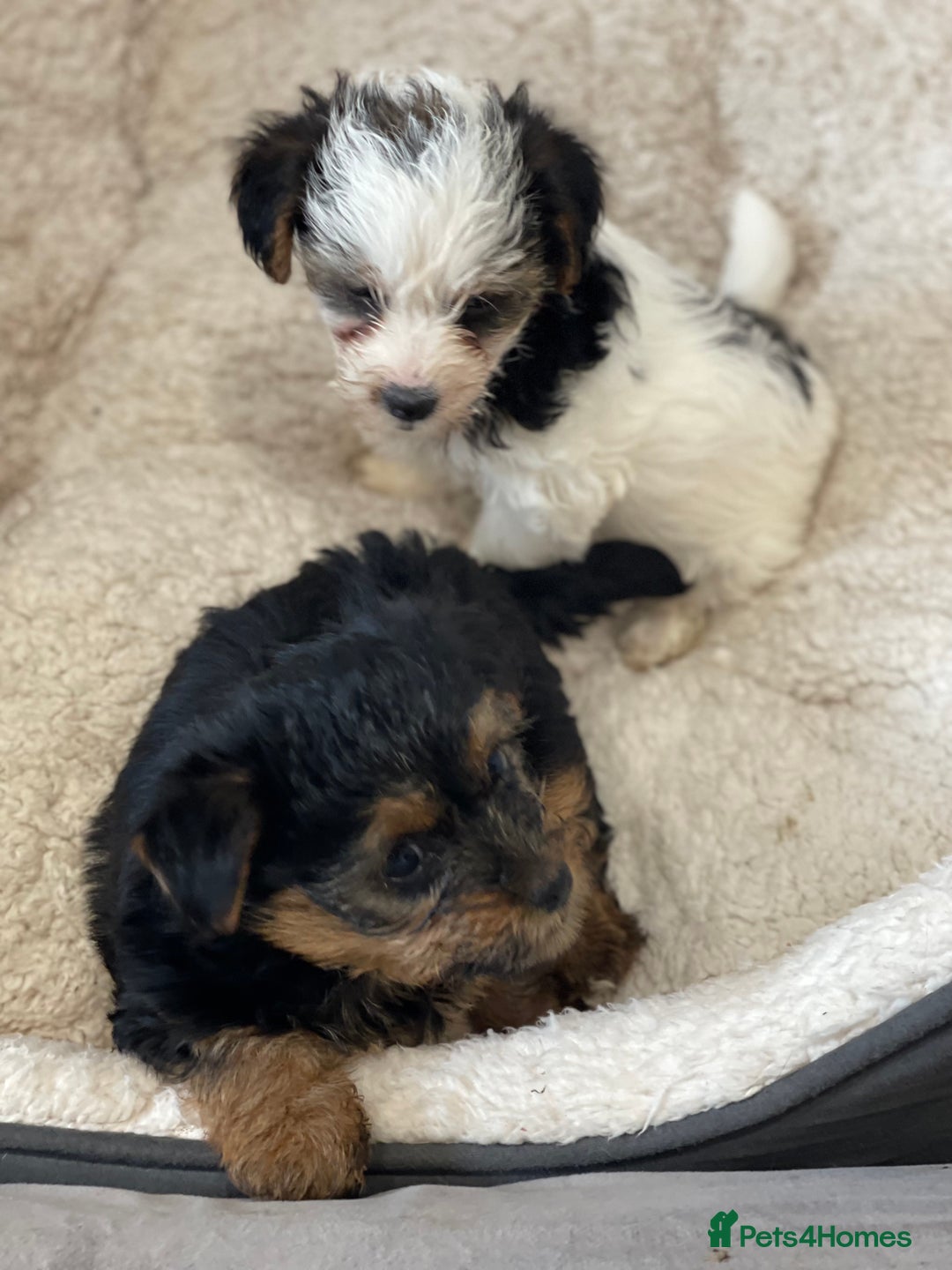 Yorkshire Terrier dogs for sale: Yorkshire terrier mini pups  - Image 7