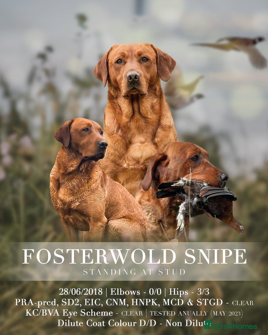 Labrador Retriever dogs for stud: Fox red labrador for stud- Fully health tested in Leyburn - Advert 3