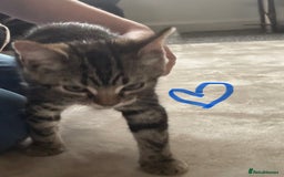 British Longhair cats for sale: British long hair x kittens ready to go - Image 4