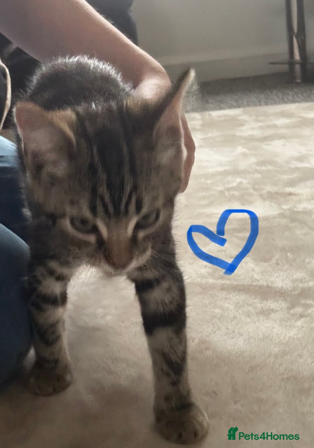 British Longhair cats for sale: British long hair x kittens ready to go - Image 4