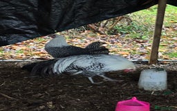 Chickens poultry for sale: Silver death later breeding group  - Advert 5