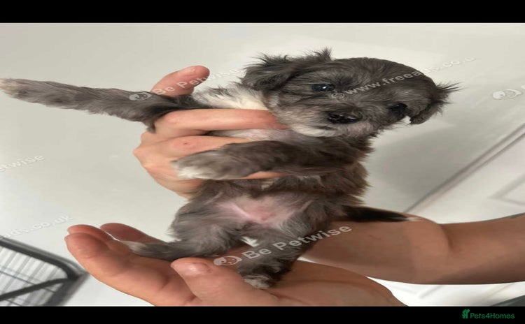 Maltipoo dogs - Advert 1