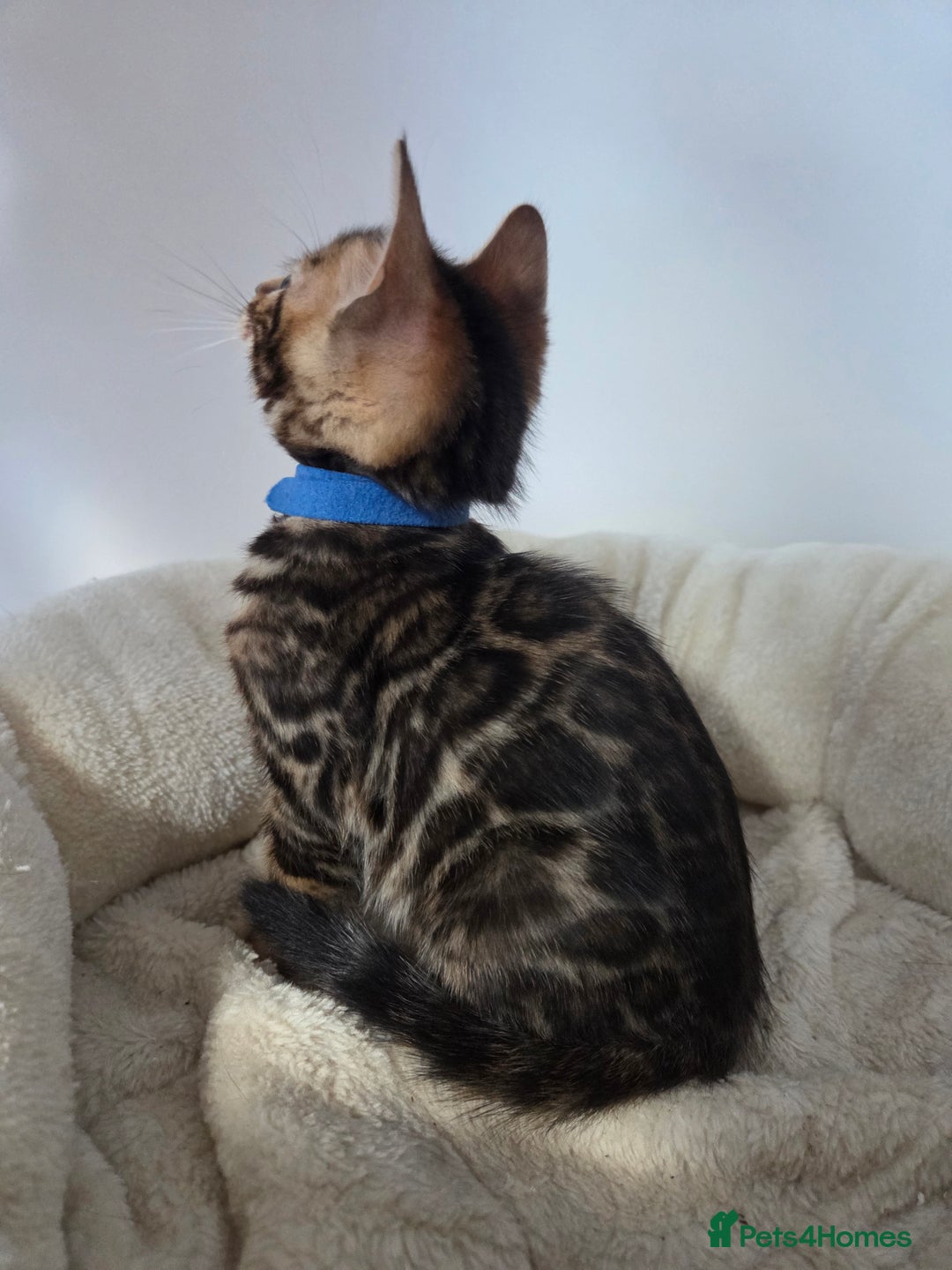 Bengal cats for sale: Tica register Bengal Kittens 😸  - Advert 13