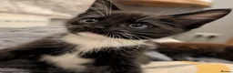 Mixed Breed cats for sale: Maine coon x - Advert 8