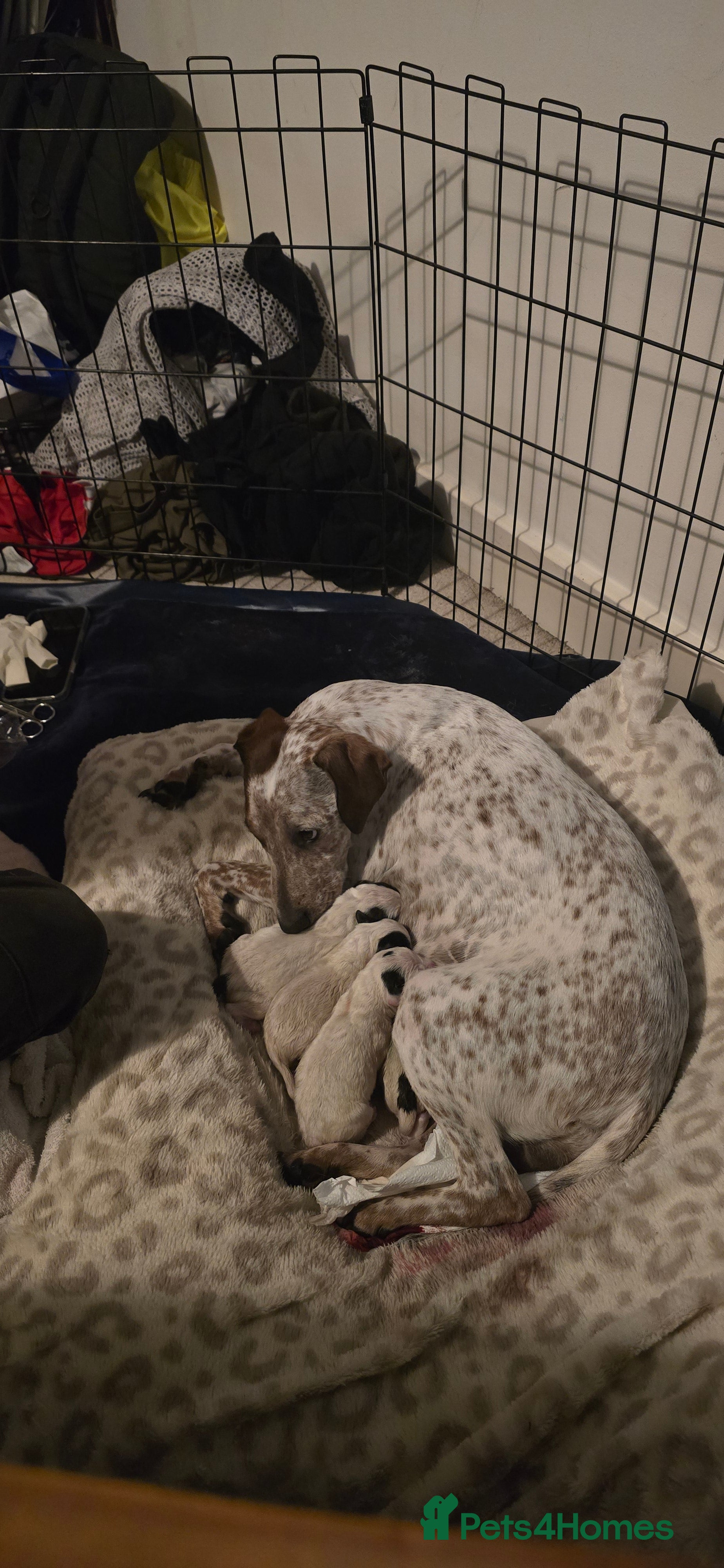 Mixed Breed dogs for sale: French bulldog, springer and Jack Russell MIX - Advert 1
