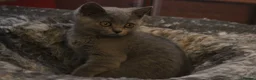 Scottish Fold cats for sale: Scottish straight girls ready for a new home🥰 - Advert 7