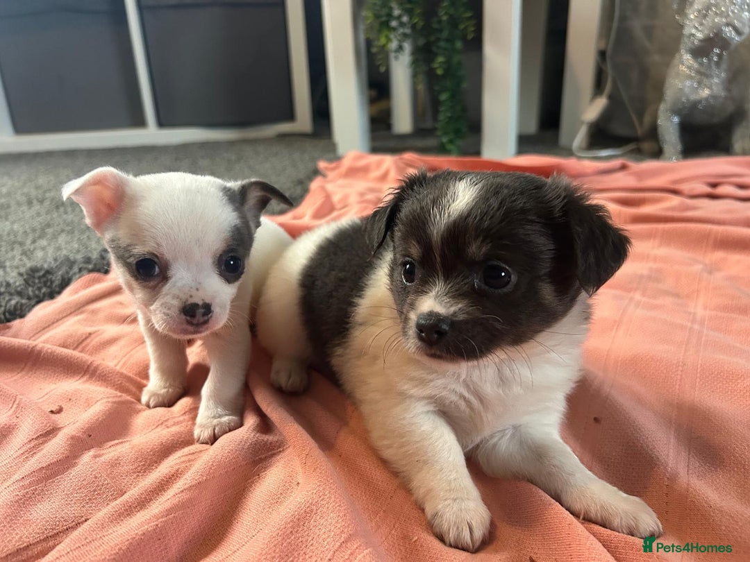 Chihuahua dogs for sale: Full pedigree Chihuahua puppies  - Image 8
