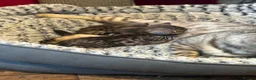 Bengal cats for sale: Bengal kittens pedigreed/registered - Advert 3