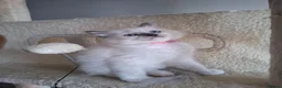 Ragdoll cats for sale: Beautiful Ragdoll kittens - Advert 11