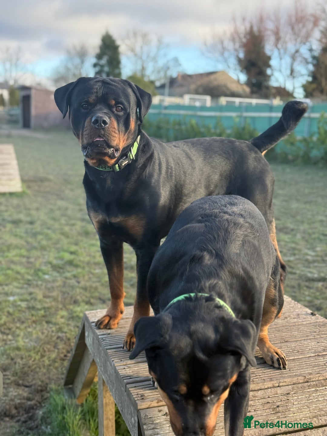 Rottweiler dogs for stud: Rottweiler For Stud - Advert 6