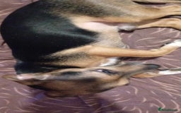 Mixed Breed dogs for sale: Meet Ozzy 5Yr old Jack-Chi - Image 3