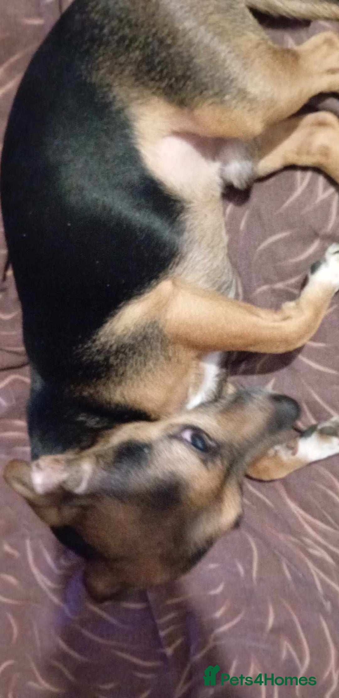 Mixed Breed dogs for sale: Meet Ozzy 5Yr old Jack-Chi - Image 3