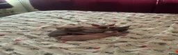 Sphynx cats for sale: Canadian sphynx kittens looking for home - Advert 5