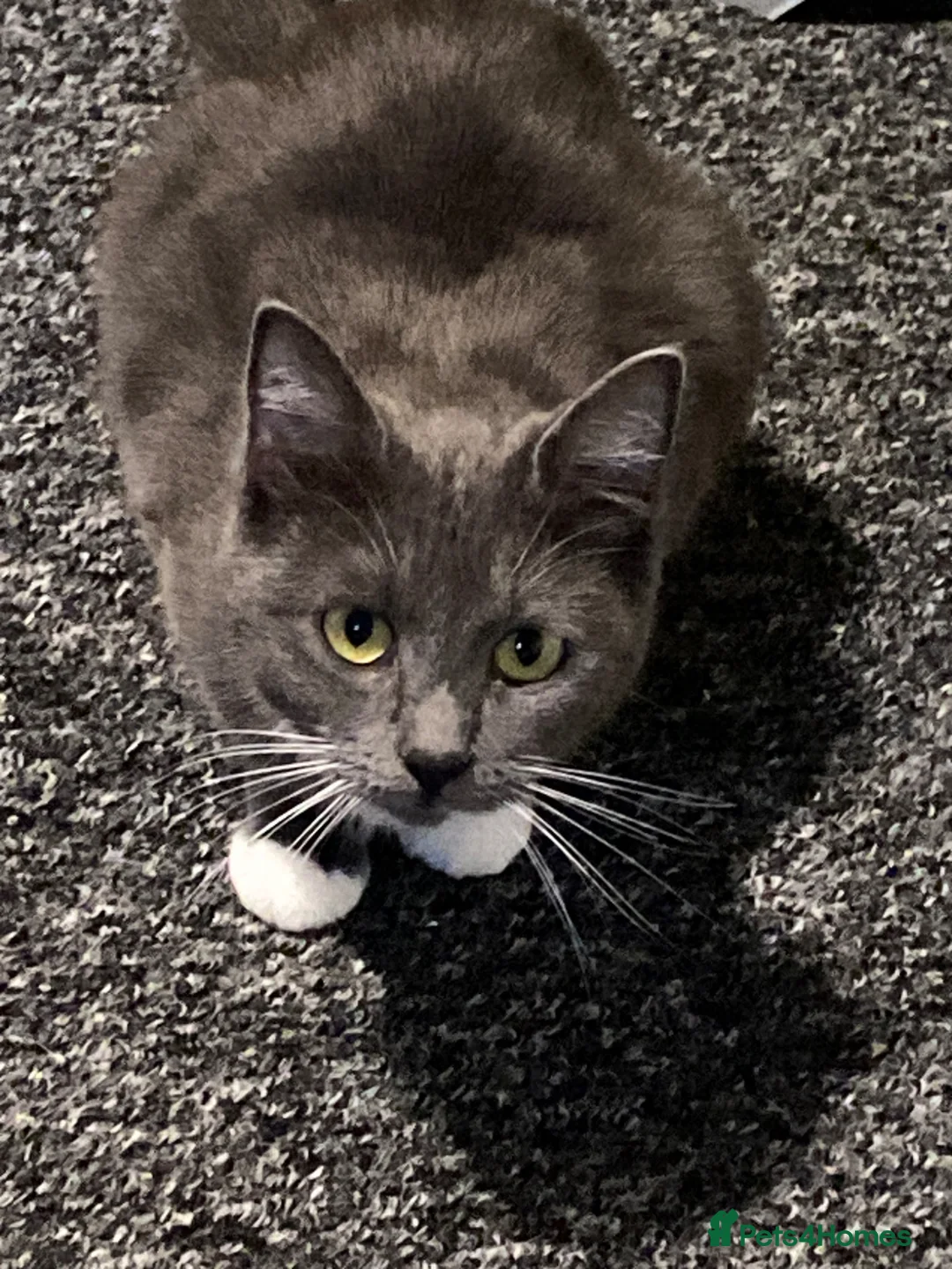 Mixed Breed cats for sale: 2 beautiful female cats bonded must stay together  - Advert 1