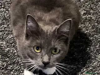 Mixed Breed cats 2 beautiful female cats - Advert 1