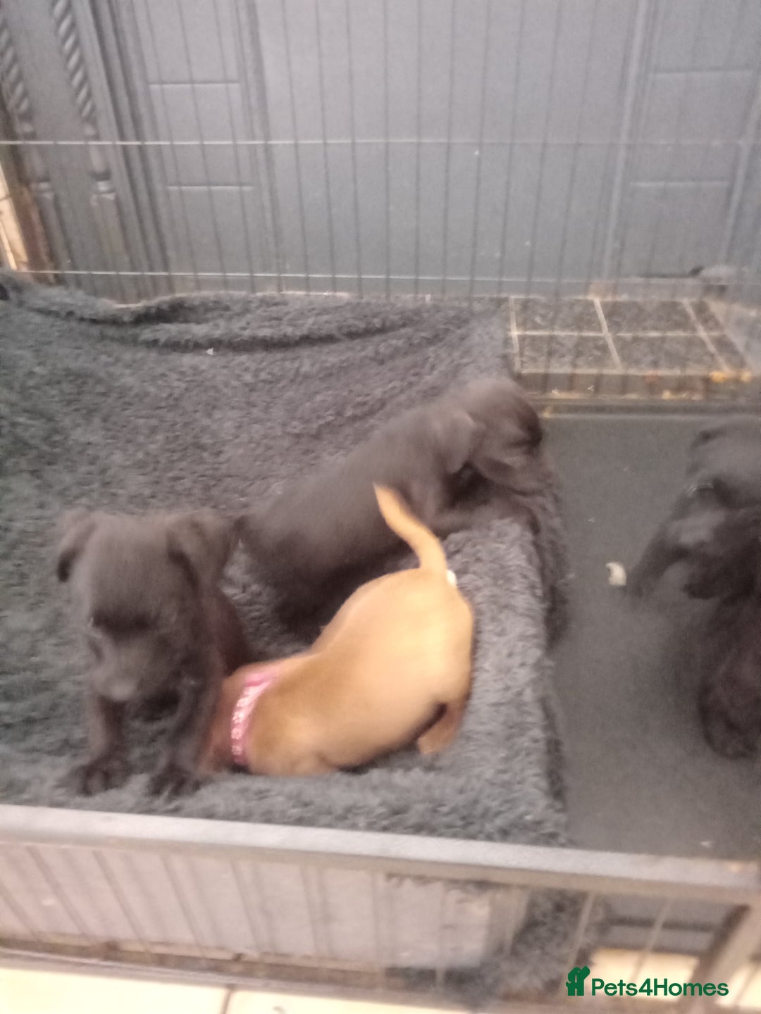 Patterdale Terrier dogs for sale: Patterdale pups for sale ready now - Image 10