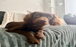 Cocker Spaniel dogs for sale: Chip the cocker spaniel - Image 4