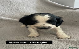 Cocker Spaniel dogs for sale: Gorgeous cocker spaniel puppies  - Image 11
