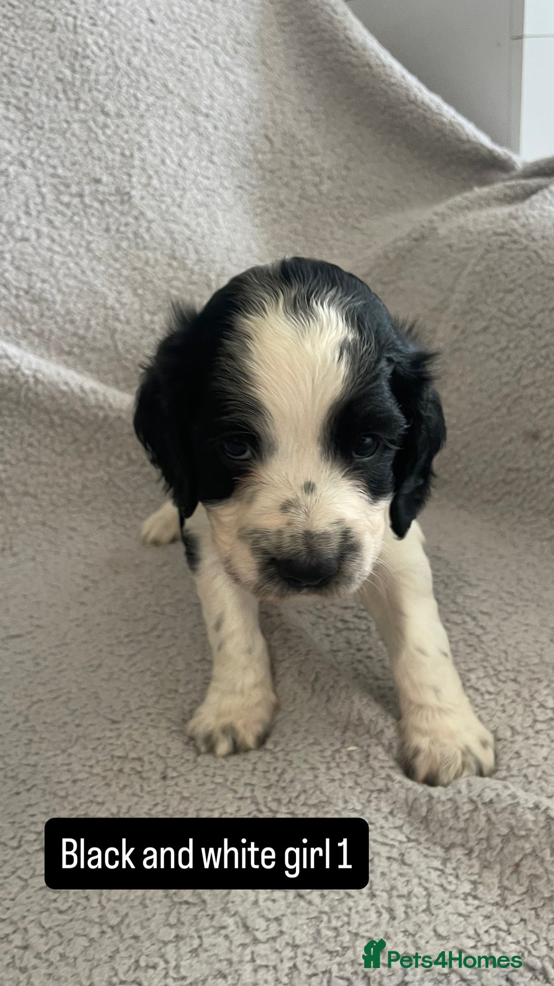 Cocker Spaniel dogs for sale: Gorgeous cocker spaniel puppies  - Image 11